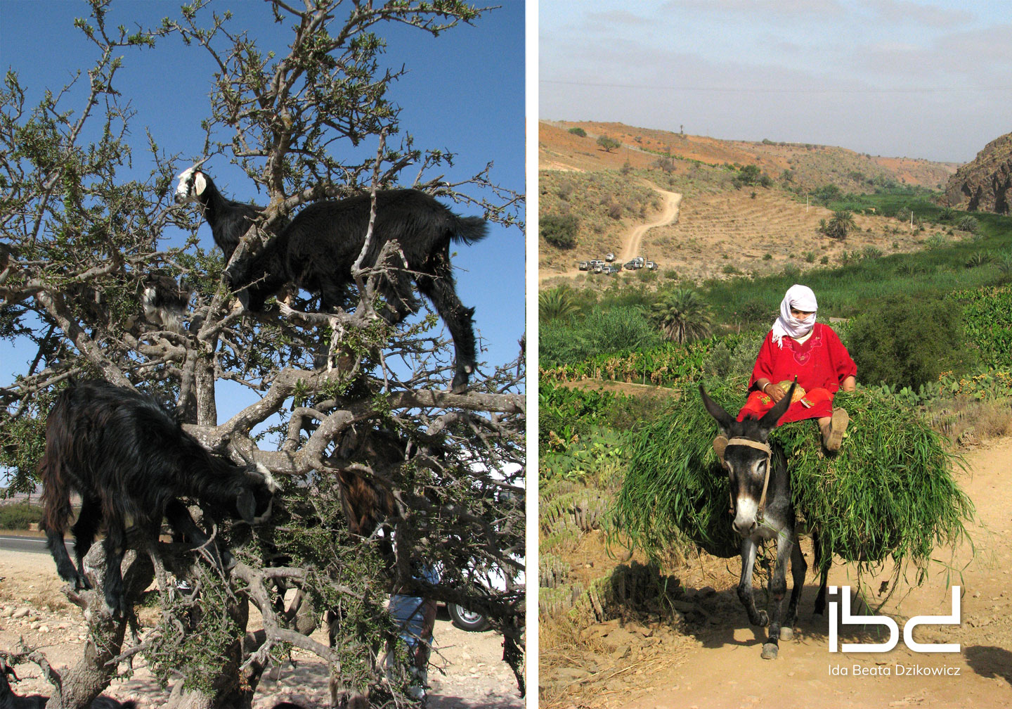 Goats of Souss Valley, Taroudant